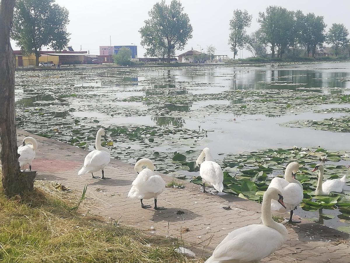 Pensiunea Scoika Steaguri Neptun Dış mekan fotoğraf