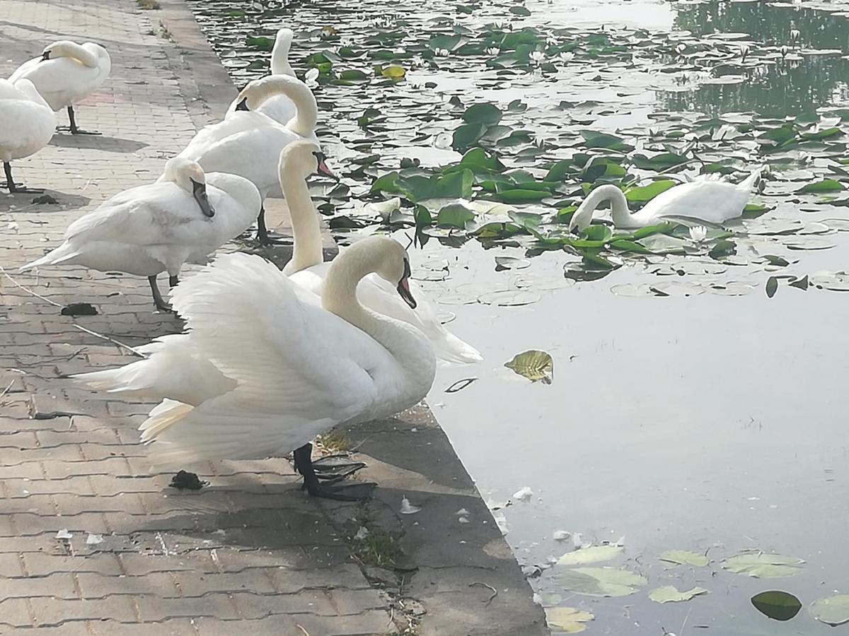 Pensiunea Scoika Steaguri Neptun Dış mekan fotoğraf