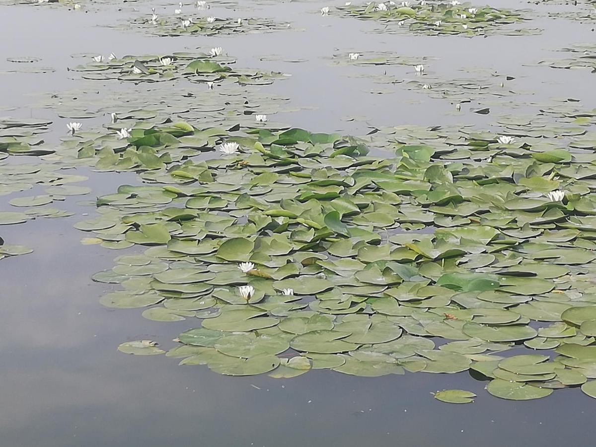 Pensiunea Scoika Steaguri Neptun Dış mekan fotoğraf