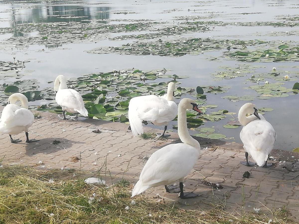 Pensiunea Scoika Steaguri Neptun Dış mekan fotoğraf